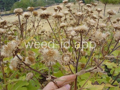 elecampane